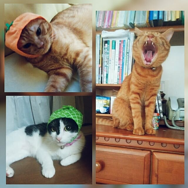 yum0408さんの実例写真