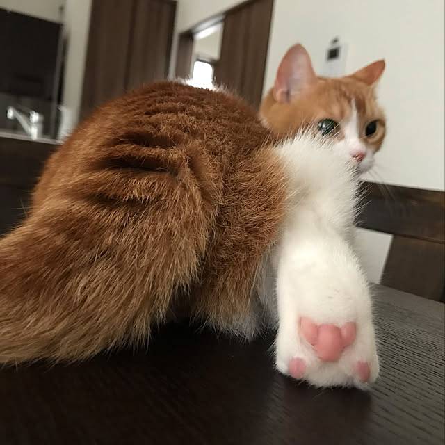 KotarouKunさんの実例写真