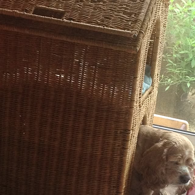 Tippiさんの実例写真
