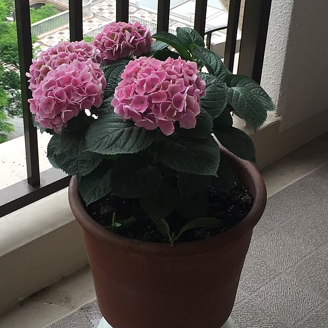 chi_kaさんの実例写真