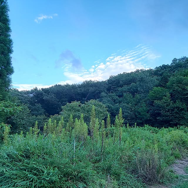 Rubiconさんの部屋