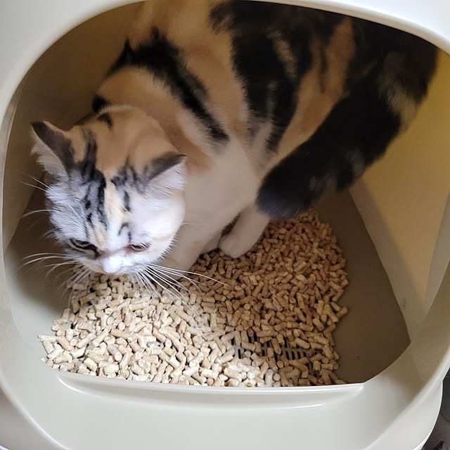 KimmieMouseさんの部屋