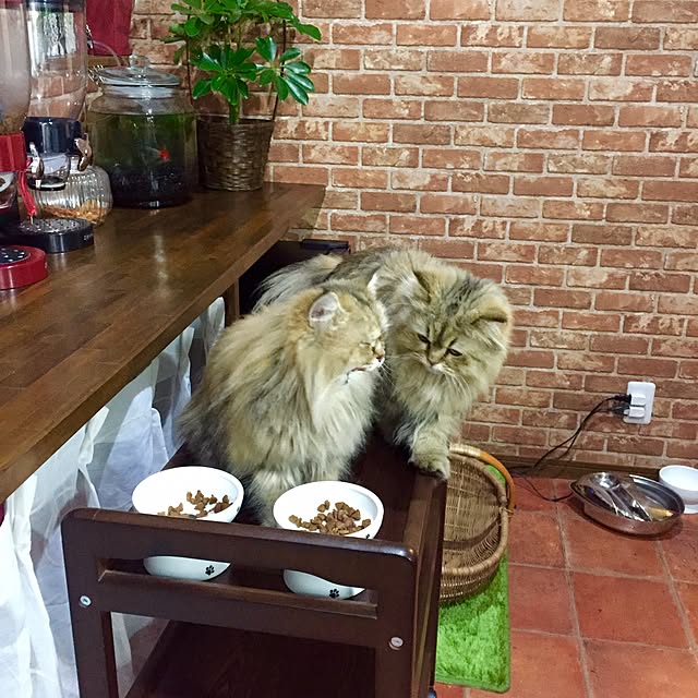 butachanさんの実例写真