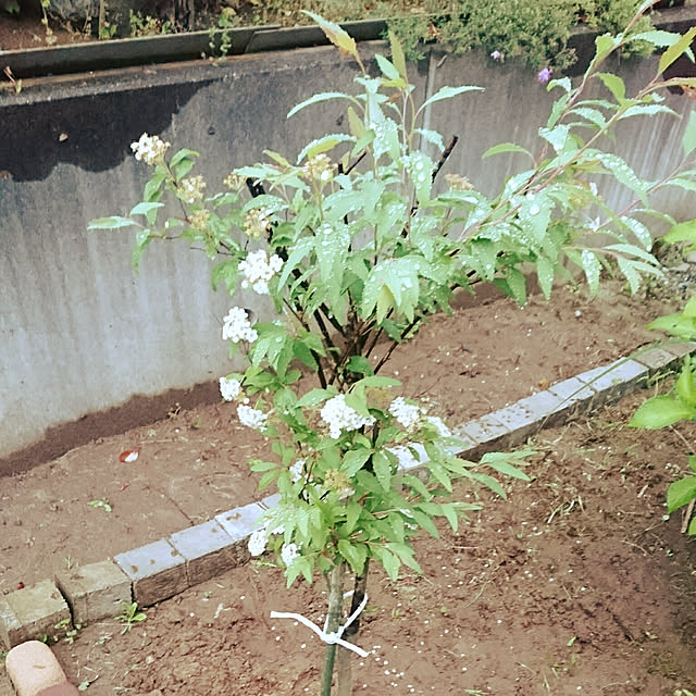 shorinさんの実例写真