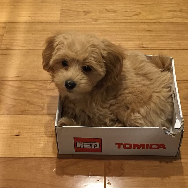 ricchiさんの実例写真