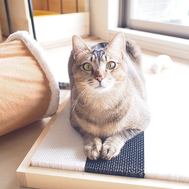 Reikoさんの実例写真