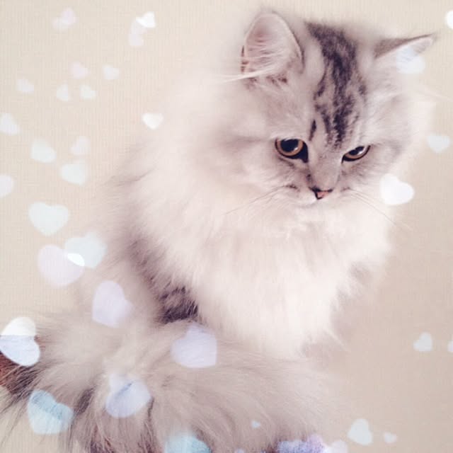 yuikamさんの実例写真