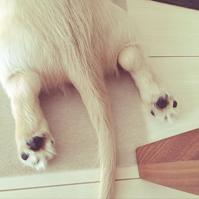 pandakopandaさんの実例写真