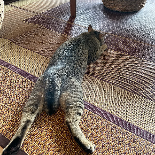 mofzeniさんの実例写真