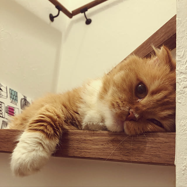 piyolandさんの実例写真