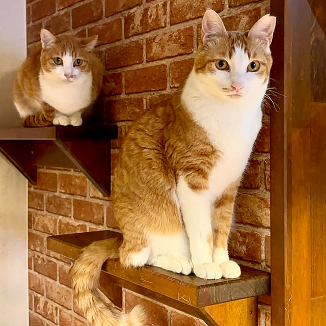 butachanさんの実例写真
