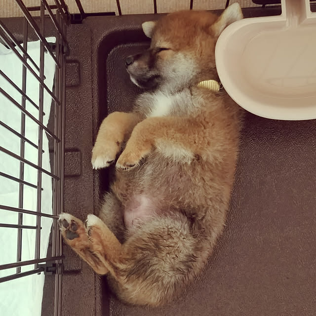 mikinon0916さんの実例写真