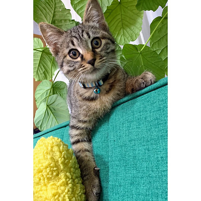mohhaさんの実例写真
