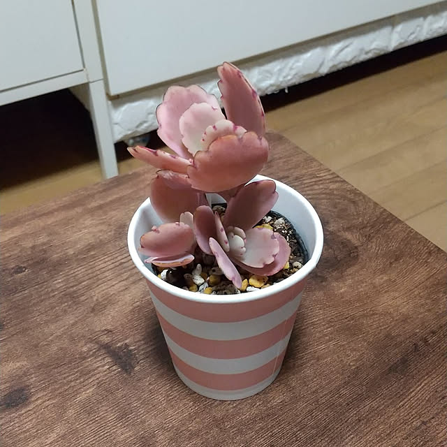 noaさんの実例写真