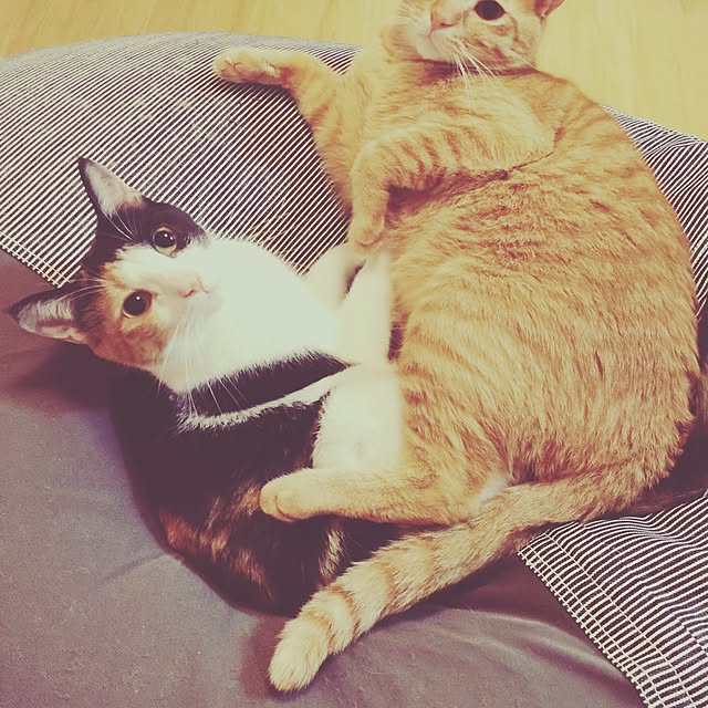 haney07さんの実例写真