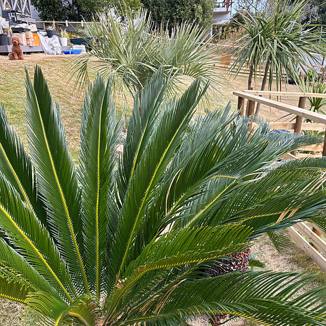 bonjiri0824さんの実例写真