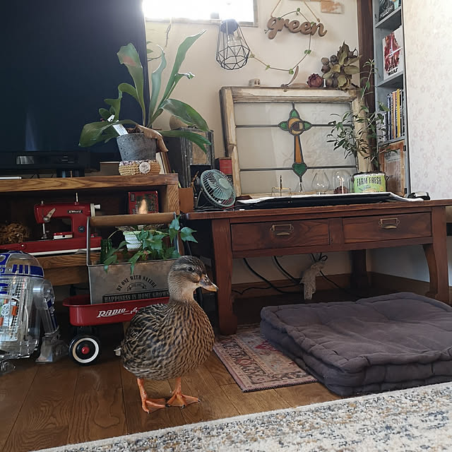 akiさんの実例写真