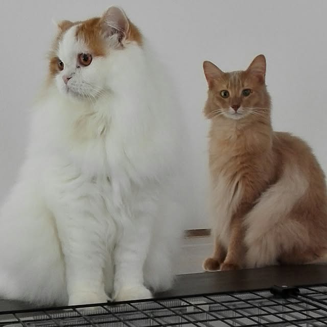 1ldksさんの実例写真