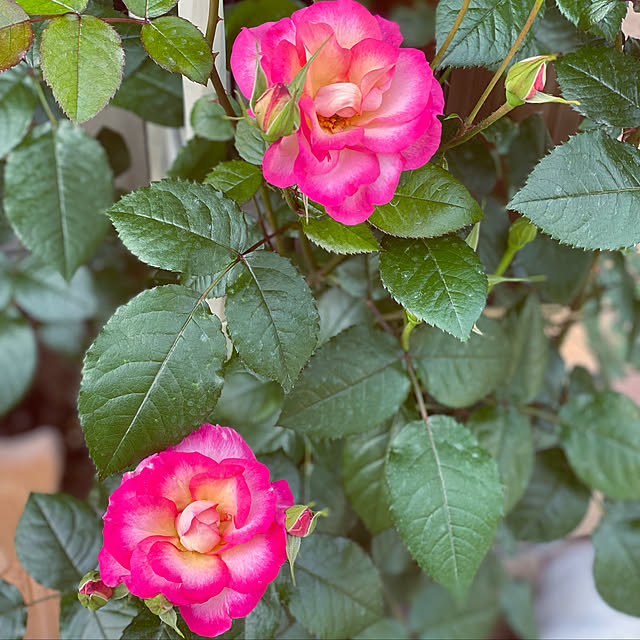 RoseLife5818さんの実例写真
