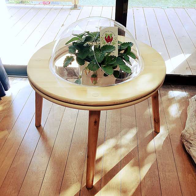 鉢植えカバー/わたしのいちご/いちごの温室/宇宙船ベッド/いちごの苗...などのインテリア実例 - 2020-12-19 14:28:44