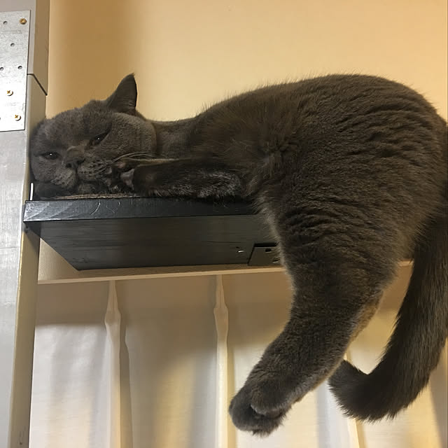 Shojiさんの実例写真