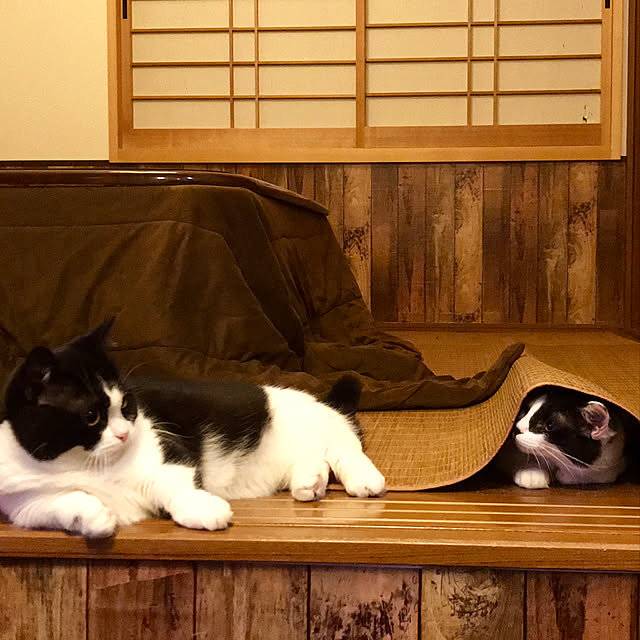 butachanさんの実例写真