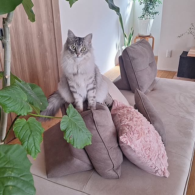 toramonaさんの実例写真