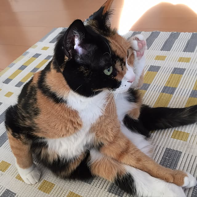 meguchiyoさんの実例写真