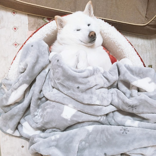 yukinkoさんの実例写真