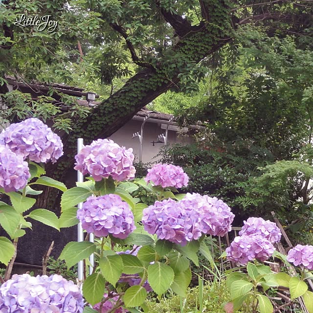 littlejoyさんの実例写真