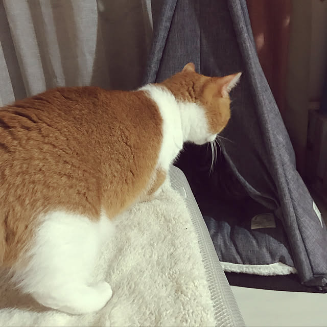 KotarouKunさんの実例写真