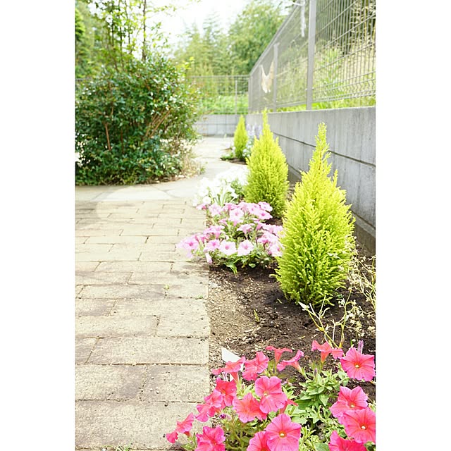 玄関/入り口/植物/庭/レンガのインテリア実例 - 2017-06-01 20:12:48