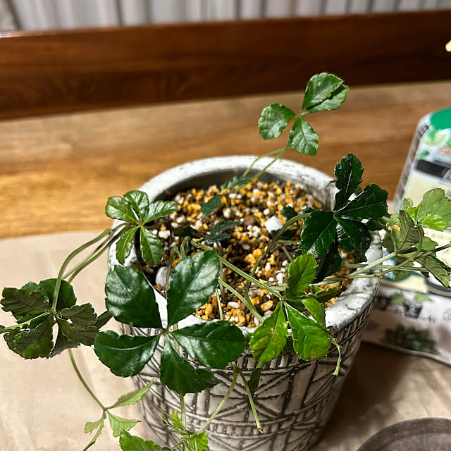 botanさんの部屋
