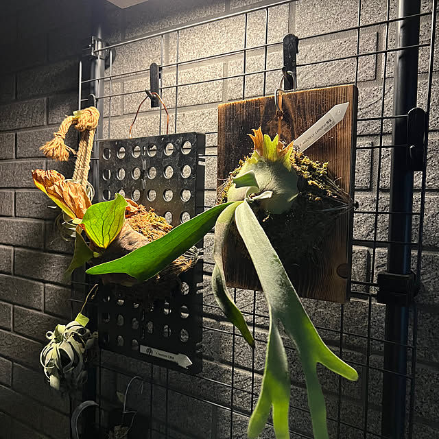 Dorisさんの部屋