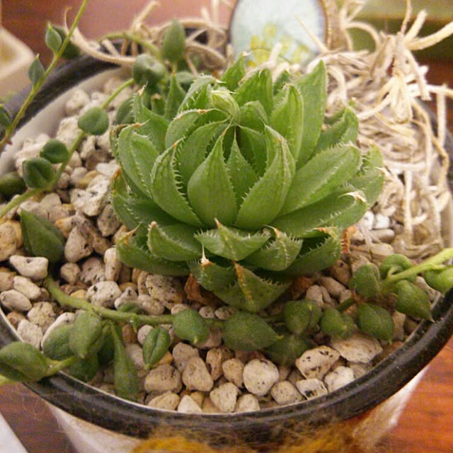 aiさんの実例写真