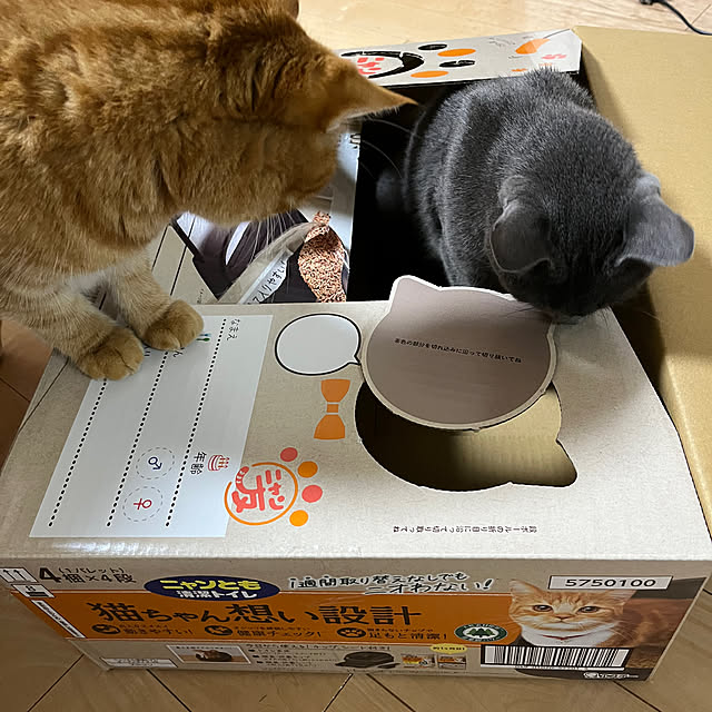 nekoさんの部屋