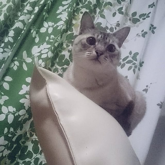 hoshiさんの実例写真