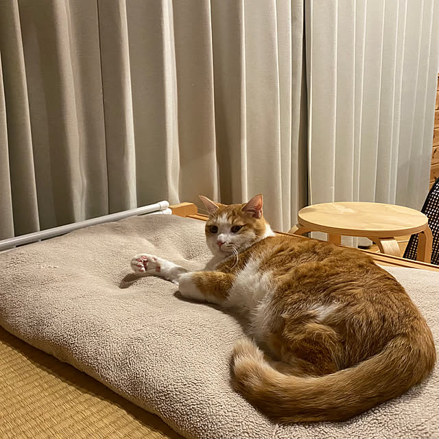 senbei.sakuramochiさんの実例写真