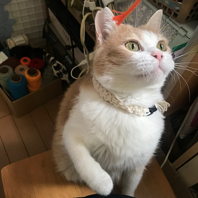 kou-kitiさんの部屋