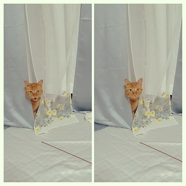 chisaviさんの実例写真