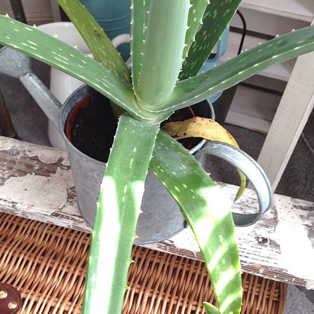 megu_xxxさんの実例写真