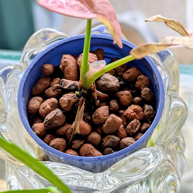 mi-saさんの部屋