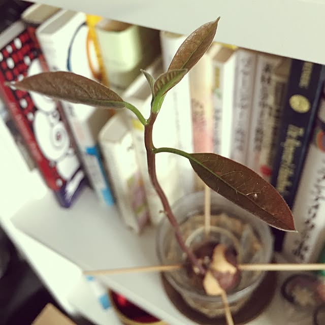 棚/アボカド水栽培/アボカドの種/本棚/植物のある暮らしのインテリア実例 - 2015-12-31 14:28:00