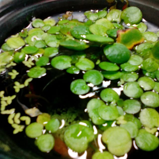 shusen.miyaさんの実例写真