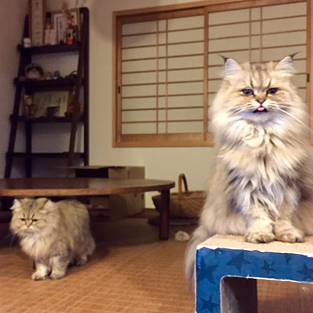 butachanさんの実例写真