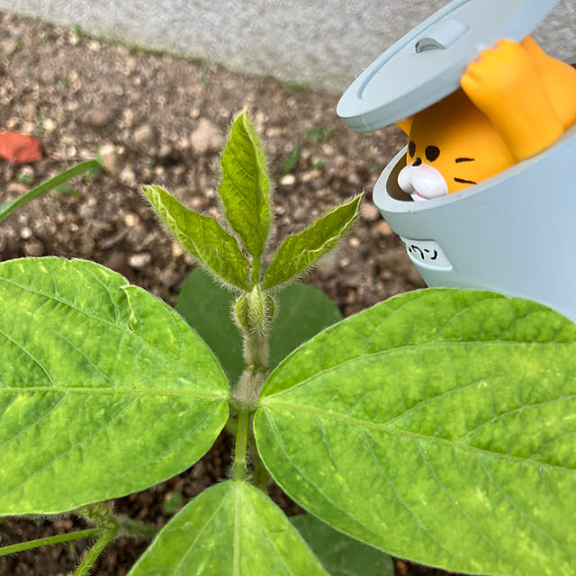 manduonmaさんの部屋