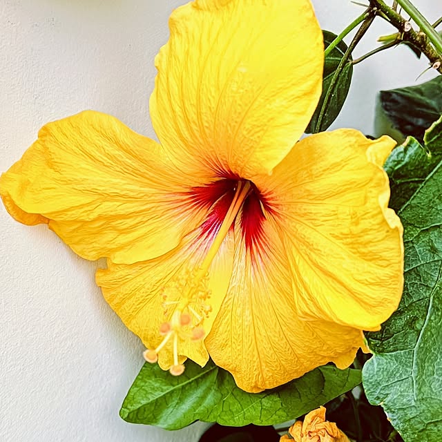 hanachanさんの部屋