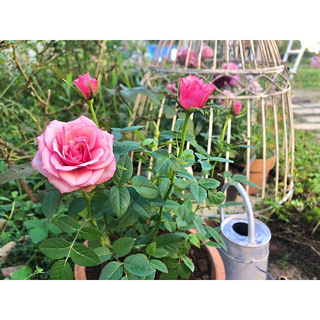 ponさんの実例写真