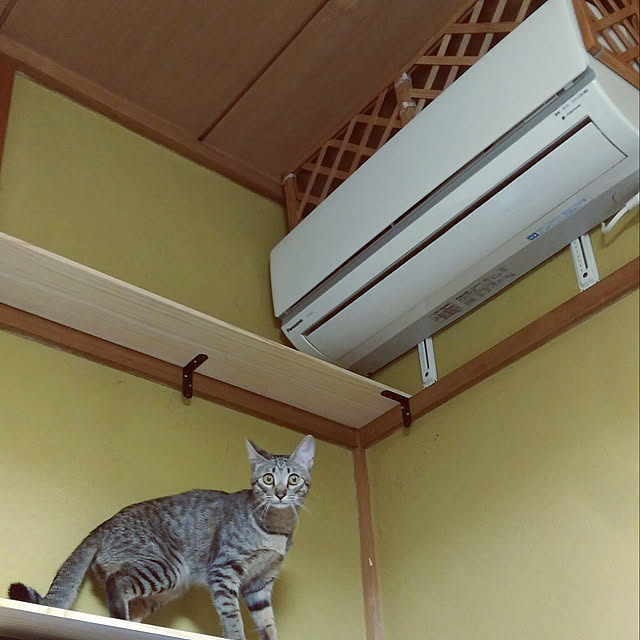 tantomeenさんの実例写真