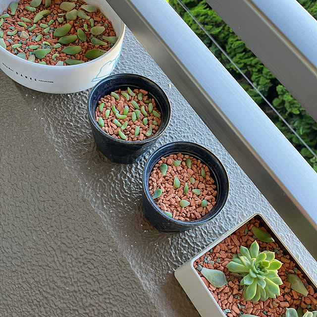 koshiregutyoさんの部屋